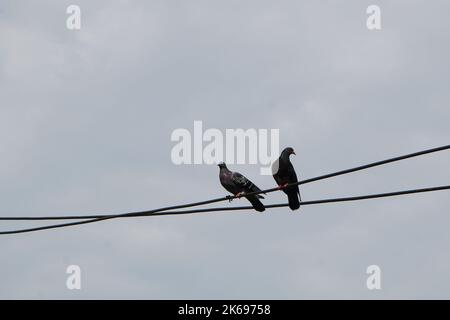 Deux pigeons de couleur foncée, perchés sur un câble électrique dans la ville, dans un ciel gris nuageux Banque D'Images