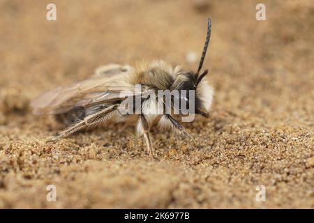 Gros plan détaillé sur un homme de l'abeille minière de l'ashy, Andrena cineraria assis sur le sol Banque D'Images