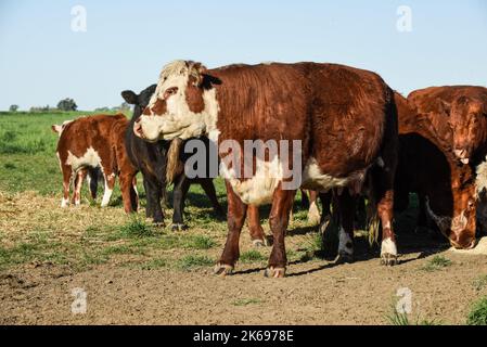 Vaches élevées avec des pâturages naturels, production de viande dans la campagne Argentine, province de la Pampa, Argentine. Banque D'Images