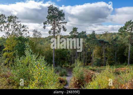 Vues panoramiques sur la campagne de Lickey Hills en automne. Banque D'Images