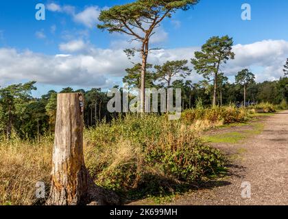Vues panoramiques sur la campagne de Lickey Hills en automne. Banque D'Images