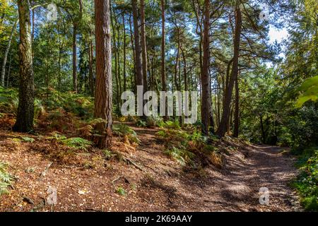 Vues panoramiques sur la campagne de Lickey Hills en automne. Banque D'Images