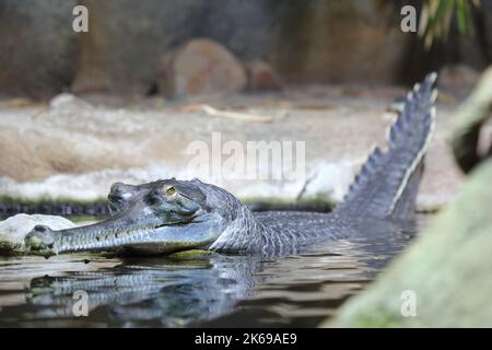 Le crocodile gharique, gavial, mangeant des poissons (Gavialis gangeticus), tête d'un individu dans l'habitat naturel Banque D'Images
