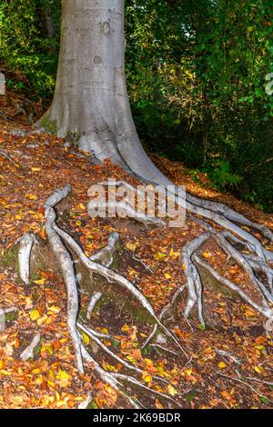 Vues panoramiques sur la campagne de Lickey Hills en automne. Banque D'Images
