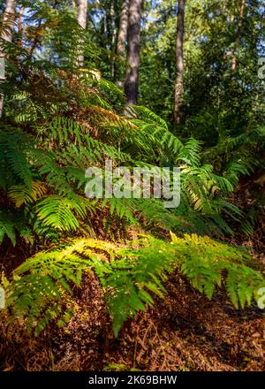 Vues panoramiques sur la campagne de Lickey Hills en automne. Banque D'Images