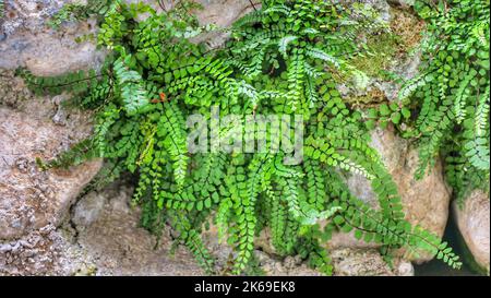 des plantes vertes rampantes ont jaccroupiété de la pierre. arrière-plan possible. Banque D'Images