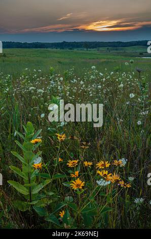 Susans à yeux noirs, dentelle de Milkweed & Queen Ann au coucher du soleil au Nachusa Grasslands nature Conservancy, dans les comtés de Lee et d'Ogle, Illinois Banque D'Images