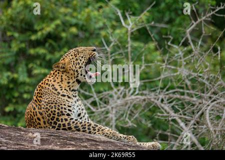 Un léopard dans le parc national de Yala bâillant sur un rocher Banque D'Images