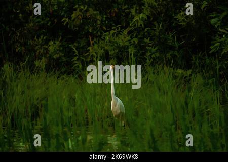 Création numérique de peinture aquarelle d'un grand Egret ou d'un grand Heron blanc qui regarde de l'autre côté de l'eau. Banque D'Images