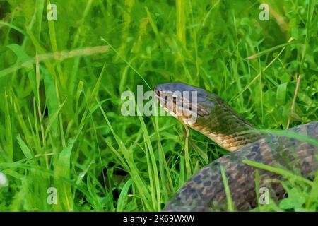 Création numérique d'une peinture aquarelle d'un serpent d'eau à ventre plat qui chasse en herbe haute. Banque D'Images