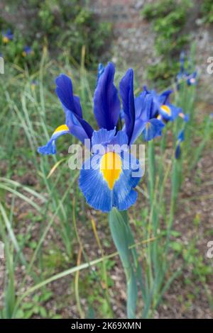 Iris hollandaise, Iris x hollandica, 'saphir', croissant en masse dans un jardin clos. Banque D'Images