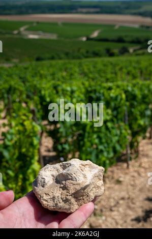 Échantillon de sol provenant de vignobles de Chablis Grand cru, de sols calcaires et martres avec fossiles d'huîtres, Burdundy, France avec vignobles sur le backgrou Banque D'Images