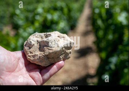 Échantillon de sol provenant de vignobles de Chablis Grand cru, de sols calcaires et martres avec fossiles d'huîtres, Burdundy, France avec vignobles sur le backgrou Banque D'Images