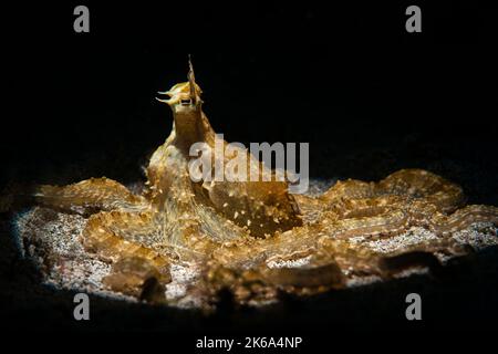 Un poulpe imitant répand ses longues jambes autour d'elle dans une flaque de tentacules, Anilao, Philippines. Banque D'Images