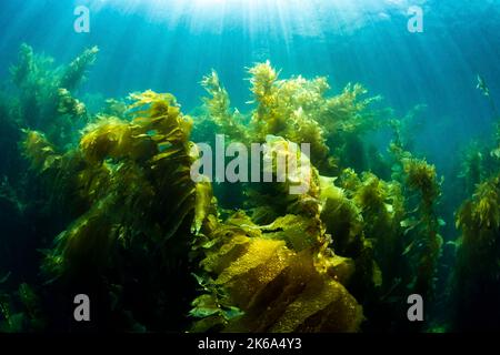 Forêt de varech, côte est du Pacifique, Californie, États-Unis. Banque D'Images