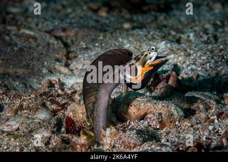 Un orangethorat brochet blenny affiche ses couleurs pour attirer un partenaire, Mer de Cortez, Mexique. Banque D'Images