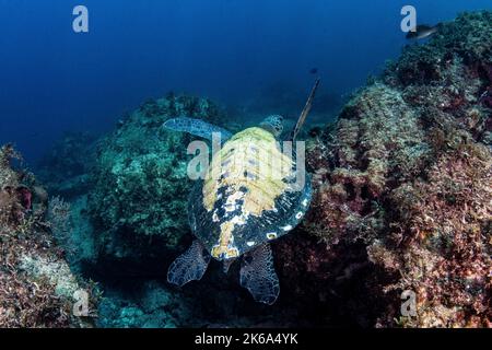 Une tortue montre sa belle coquille, Mer de Cortez, Mexique. Banque D'Images