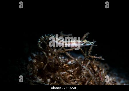 Un brochet blenny femelle ou juvénile, Mer de Cortez, Mexique. Banque D'Images