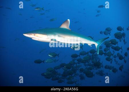 Un requin silvertip (Carcharhinus albigarginatus) dirige une école de petits jacks noirs, au Mexique. Banque D'Images