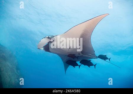 Un gigantesque rayon de manta océanique (Mobula birostris) suivi de quelques crics noirs, Socorro Island, Mexique. Banque D'Images