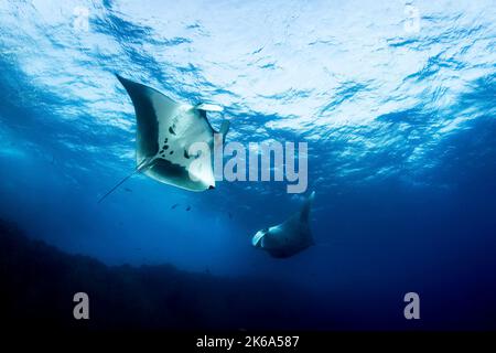 Deux rayons manta jouent dans les vagues à la surface de l'océan, l'île de Socorro, au Mexique. Banque D'Images