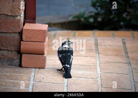 Un requin-tarte australien (Grallina cyanoleuca) à Sydney, Nouvelle-Galles du Sud, Australie (photo de Tara Chand Malhotra) Banque D'Images