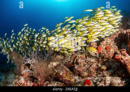 Une école de vivaneau jaune se trouve près d'un récif de corail, aux Maldives. Banque D'Images