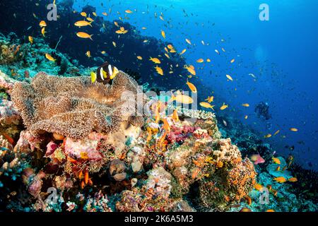 Un clownfish vit au-dessus d'une anémone sur un récif de corail et une anguille vit sous l'anémone, Maldives. Banque D'Images