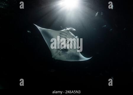 Un rayon de manta se nourrit la nuit sous une forte lumière qui ressemble au clair de lune, Maldives. Banque D'Images