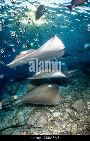 Un certain nombre de raies chassent dans les eaux peu profondes sous le soleil du soir, aux Maldives. Banque D'Images