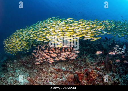 Une école de vivaneau à bosse et de vivaneau jaune survole un récif de corail, aux Maldives. Banque D'Images