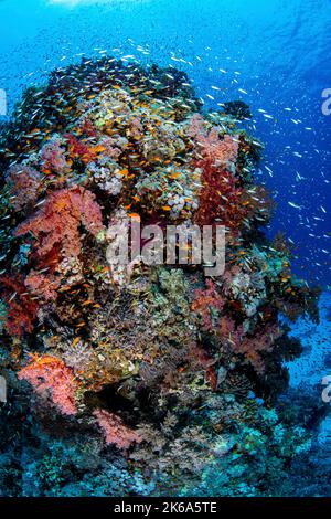 Une bombe de corail dans la mer Rouge Sud soutient de grandes écoles de poissons de récif et de coraux mous. Banque D'Images