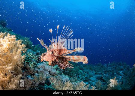 Un lionfish survole un récif sur fond de milliers de poissons de récif, la mer Rouge. Banque D'Images