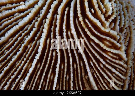 Détail des crêtes texturées sur un corail de champignon qui pousse sur un récif de corail sain en Indonésie. Banque D'Images