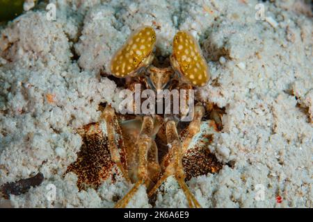 Une grande crevette mantis, Lysiosquilla sp., se confond de son repaire sablonneux avec ses yeux biobés. Ces crustacés ont une excellente vue. Banque D'Images