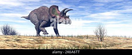Triceratops dinosaure marchant dans le désert de jour. Banque D'Images