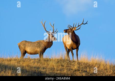 Deux grands wapitis de taureau se tiennent sur le sommet d'une colline contre le ciel bleu dans la lumière du matin dans l'ouest du Montana. Banque D'Images