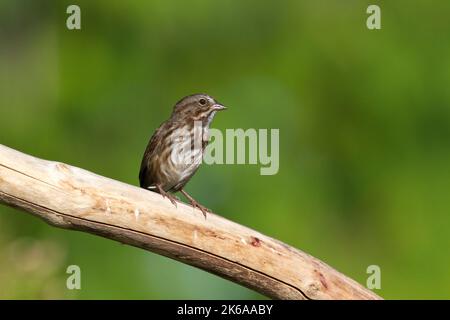 Chant Sparrow (Melospiza melodia) perché sur une branche dans un jardin à Nanaimo, Colombie-Britannique, Canada Banque D'Images