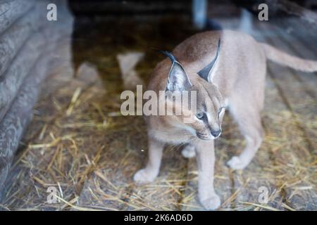 Un grand chat sauvage Caracal en captivité dans un zoo derrière les bars. Vue avant. Banque D'Images