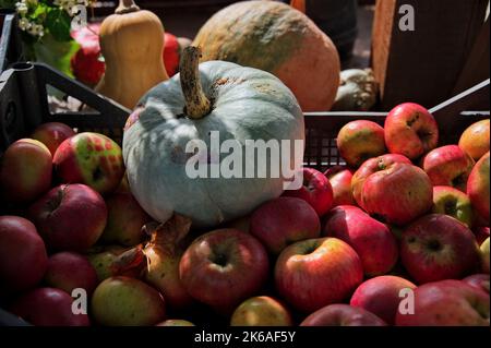 Gourdes et pommes dans un grand récipient en bois - concept d'automne Banque D'Images