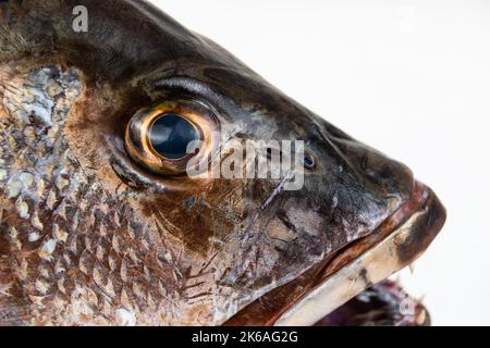 Vivaneau gris de mangrove œil de poisson dents acérées gros plan bouche ouverte macro Banque D'Images