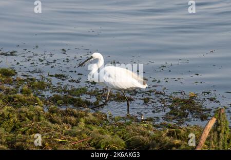 Grand aigreet ardea alba marchant sur le bord des marais de la rive de rivière dans les roseaux d'herbe Banque D'Images