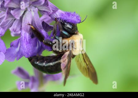 Photo macro d'une abeille charpentier de l'est collectant le nectar d'une fleur pourpre Banque D'Images