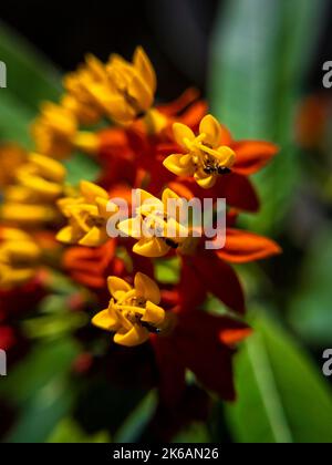 Asclepias curassavica, communément appelé lamidaded tropical, fleur de sang, cotonnier, hierba de la cucaracha, papillon mexicain, tête rouge, sauvage Banque D'Images