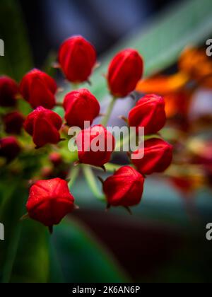 Asclepias curassavica, communément appelé lamidaded tropical, fleur de sang, cotonnier, hierba de la cucaracha, papillon mexicain, tête rouge, sauvage Banque D'Images