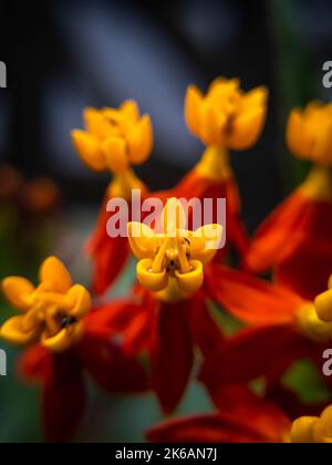 Asclepias curassavica, communément appelé lamidaded tropical, fleur de sang, cotonnier, hierba de la cucaracha, papillon mexicain, tête rouge, sauvage Banque D'Images