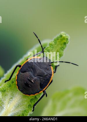 Vue dorsale d'un insecte de conchuela immature, Chlorochroa ligata, dont la coloration est noire et orange Banque D'Images