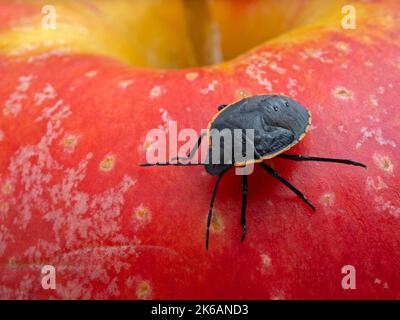 Insecte de conchuela immature coloré, Chlorochroa ligata, rampant sur une pomme rouge Banque D'Images