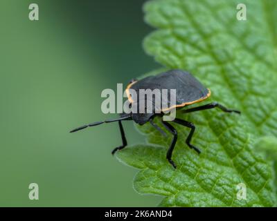 Un insecte de conchuela immature, Chlorochroa ligata, sur une feuille verte, face à la caméra Banque D'Images