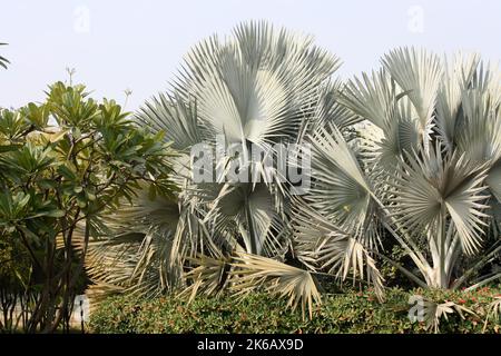 Palmier Bismarck (Bismarckia noblis) avec d'énormes feuilles gris argenté dans un parc : (pix SShukla) Banque D'Images